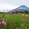 富士山と秋桜