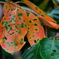 紅葉
