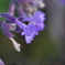 公園の花