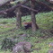 レッサーパンダ