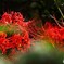 曼珠沙華の輝き
