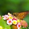 花好きのセセリ