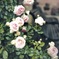 Rose Garden