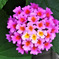 ランタナの花