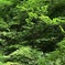 高尾山
