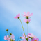 秋桜たおやかに