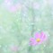 秋桜