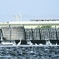 食事に集るシラサギと小田急多摩川橋梁。