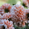 秋の花・・