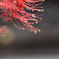 彼岸花