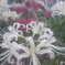 白花曼珠沙華
