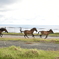 最西端の島を駆ける馬達