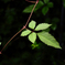 Flektogon35㎜ F2.4 MC M42マウント