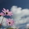 秋空に秋桜