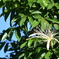 Water Chestnut Tree 9-24-25