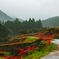雨の棚田彼岸花