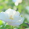 芙蓉