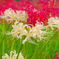 紅白花合戦