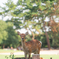 奈良公園の鹿ちゃん