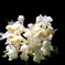 湧きだす花弁