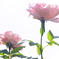 花　６１