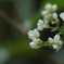 ちっちゃな花