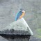 大栗川のカワセミ♀