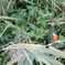 Alcedo atthis