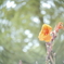 「Canna」