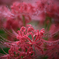 Drops of red spider lily