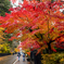 角館紅葉散歩Ⅱ