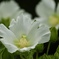 芙蓉