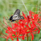 紅の花へひらひら