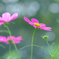のどかなひと時 1