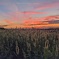 十五夜の夕焼