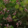 何の花だろ？