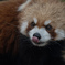 Ueno zoo -Lesser panda-