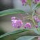 街の花