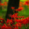 浮かぶ紅たち