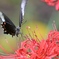 彼岸花を舞う蝶