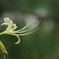 白花曼殊沙華_新宿御苑