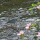 アオサギと花