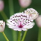 公園の花