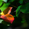 紅二点