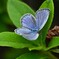 K川下流域・沿道の植え込みにヤマトシジミ