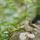 渡りの季節に