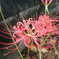 今が盛り:紅