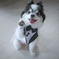 お手？犬パンチ？
