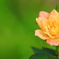 続 小さな小さな薔薇