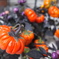 ハロウィンがやってくる＾＾ｗ。